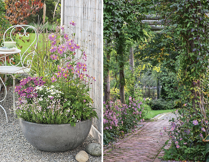Контейнерная композиция из анемоны, астры, дабеции и мискантуса (слева). Розовые анемоны по краям дорожки (справа)