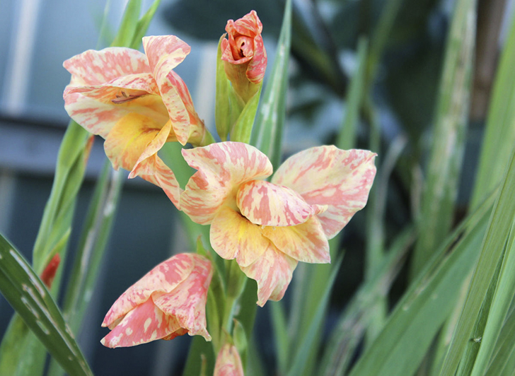 Оставляя цветоносы до конца цветения, вы задерживаете вызревание клубнелуковиц