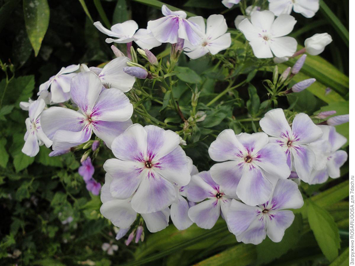 'Flame Light Blue' легко узнать по характерным штрихам-ресничкам на бело-голубых лепестках. Фото автора