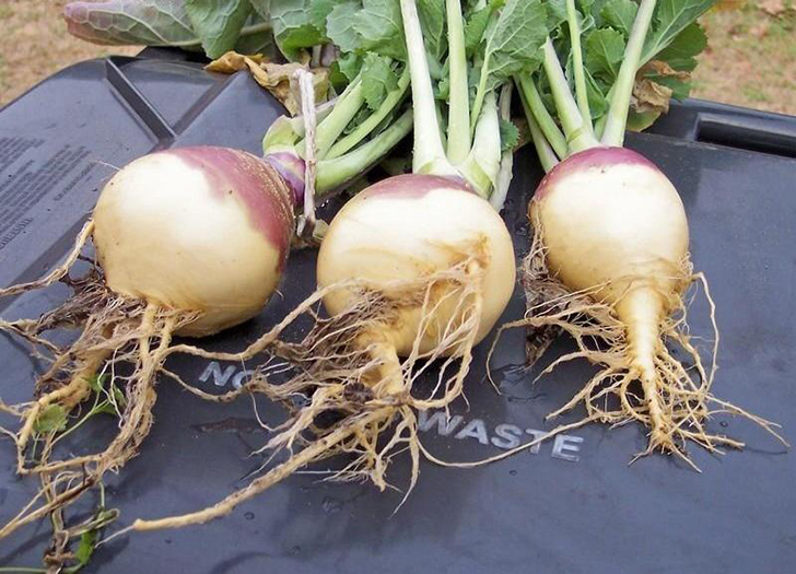 Брюква сорт 'Новгородская'