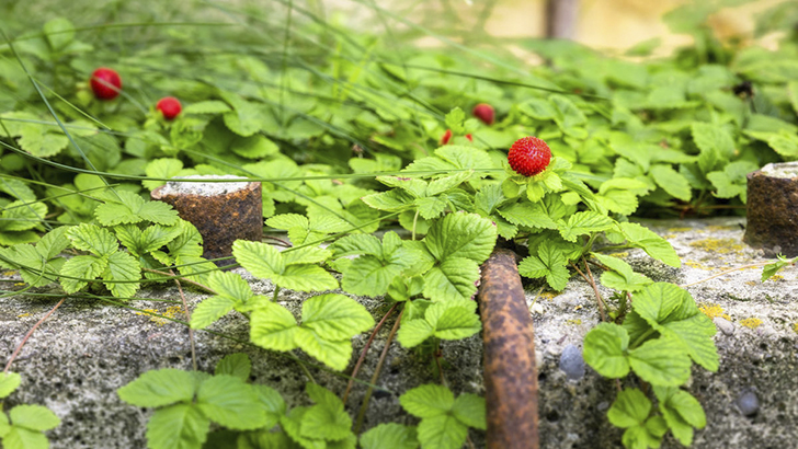 Быстро разрастаясь, дюшенея поможет скрыть неприглядные садовые элементы