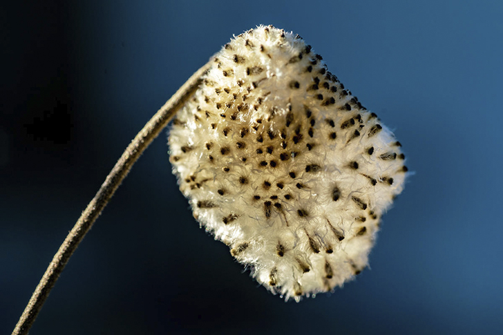 Семенная коробочка анемоны хупейской