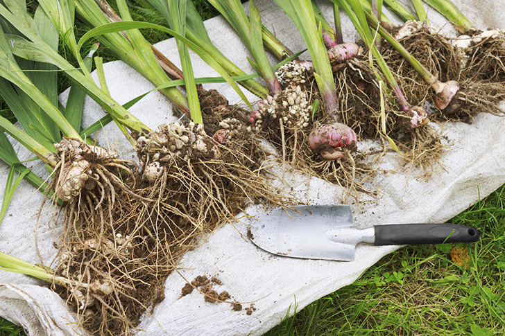 Если листва еще зеленая, разложите растения на брезенте и оставьте на несколько дней