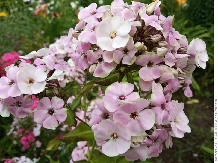 'Sherbet Cocktail' из линейки зеленоцветковых флоксов Яна Верcора в начале цветения — дальше будет только хуже. Фото автора