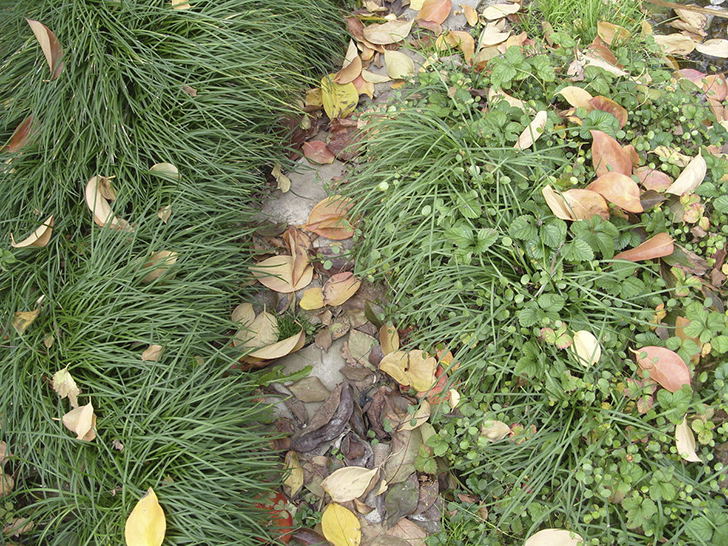 Дюшенея индийская вместе с офиопогоном и мюленбекией осенью. Фото автора