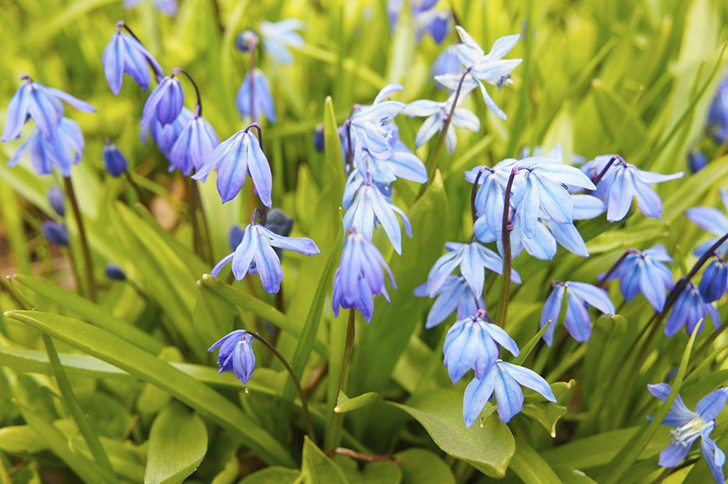 Пролеска (сцилла)