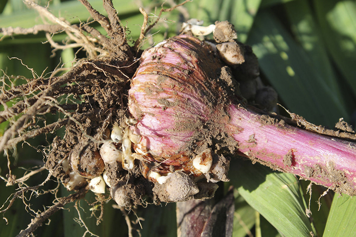 Каждая клубнелуковица за сезон обрастает многочисленными детками