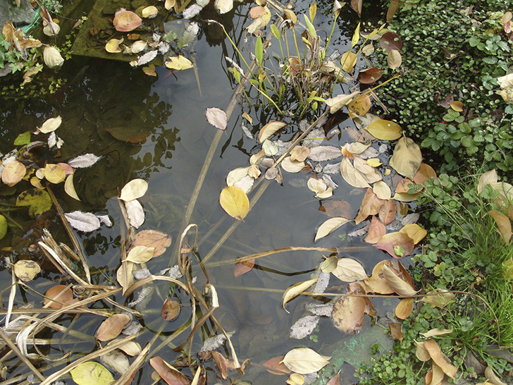 Дюшенея с мюленбекией у кромки воды. Октябрь. Фото автора
