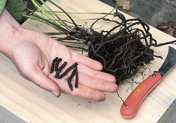 Размножение анемон корневыми черенками