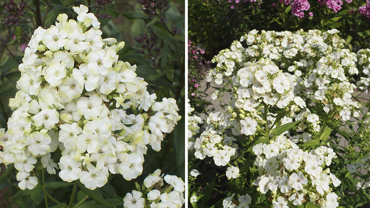 Флокс 'Jade'. Фото с сайта daylily-phlox.eu