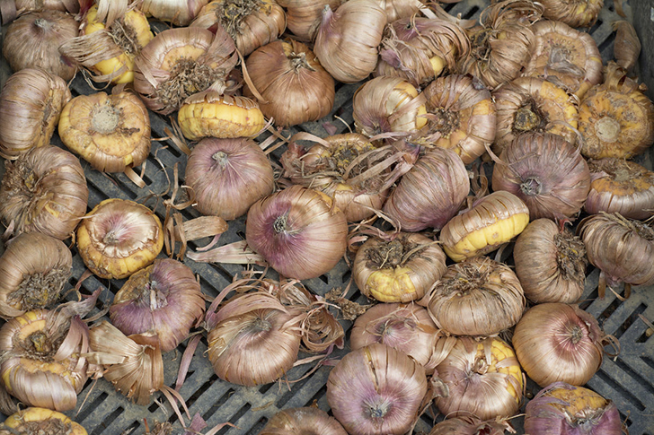 Для хранения отбирайте исключительно здоровые клубнелуковицы