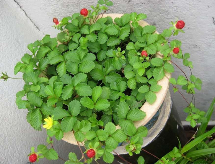 Дюшенея индийская в контейнере в качестве ампельного растения. Фото с сайта caribbeangardenseed.com