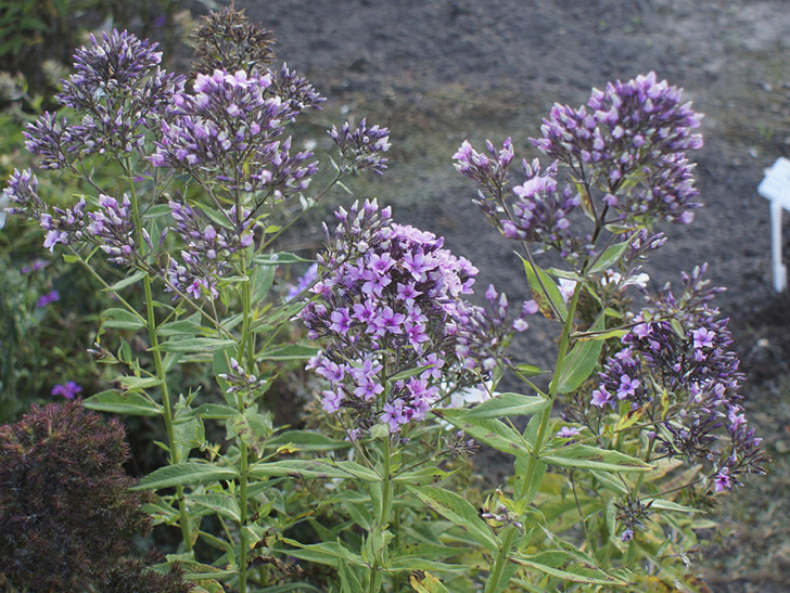 Флокс 'Starburst'. Фото с сайта daylily-phlox.eu