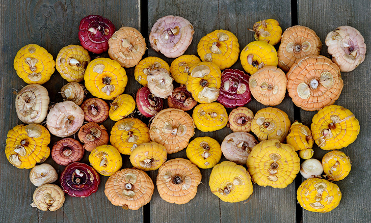 При оптимальных условиях клубнелуковицы отлично сохраняются до весны