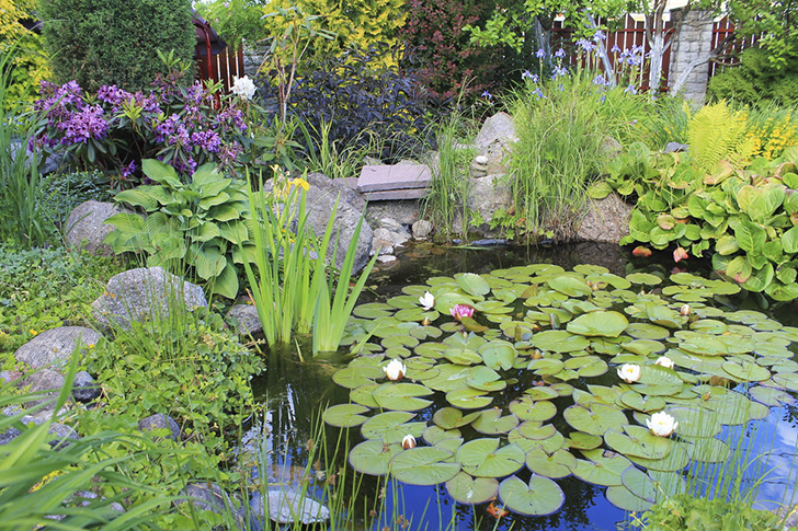Превращение мечты в реальность. Пруд Tamapa1958, фото Веры Грековой