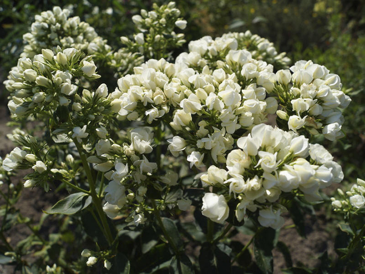 Флокс 'Tiara'. Фото с сайта daylily-phlox.eu