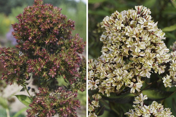 Слева — сорт 'Midnight Feelings', справа — 'Pure Feelings'. Фото с сайта daylily-phlox.eu
