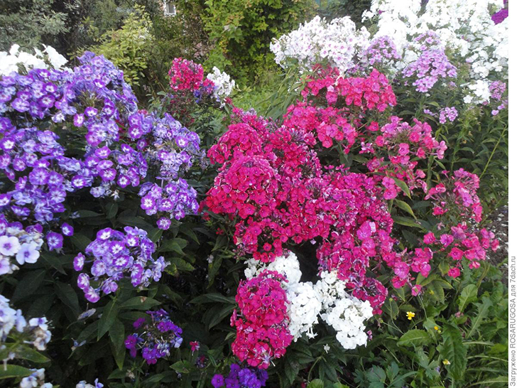 Любой российский сад немыслим без наших любимых восхитительных флоксов. Фото автора