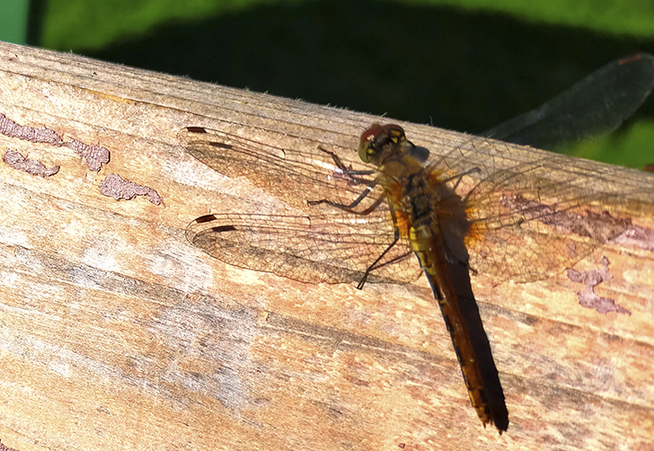 Фото В.Кузьмин (сентябрь, 2025)