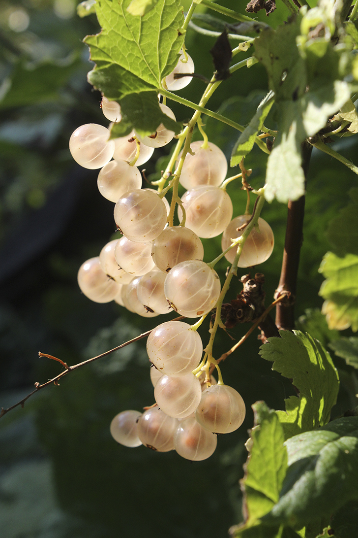 Фото В.Кузьмин (сентябрь, 2025)