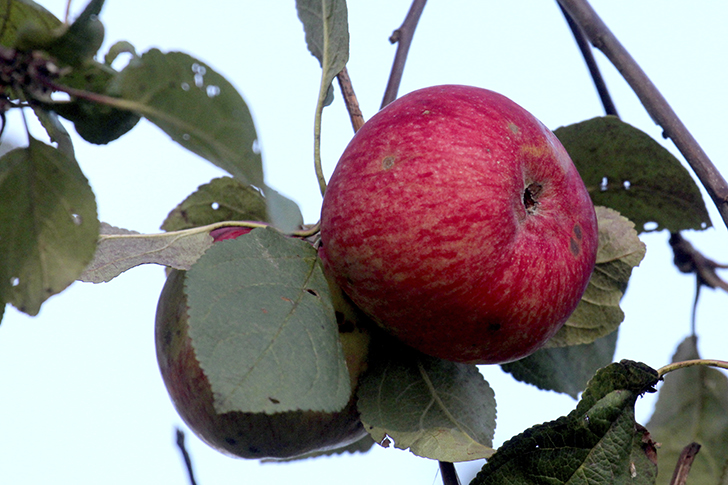 Фото В.Кузьмин (сентябрь, 2025)