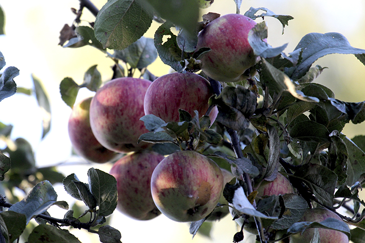 Фото В.Кузьмин (сентябрь, 2025)