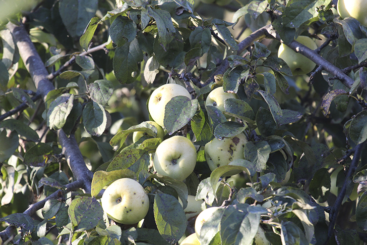 Фото В.Кузьмин (сентябрь, 2025)