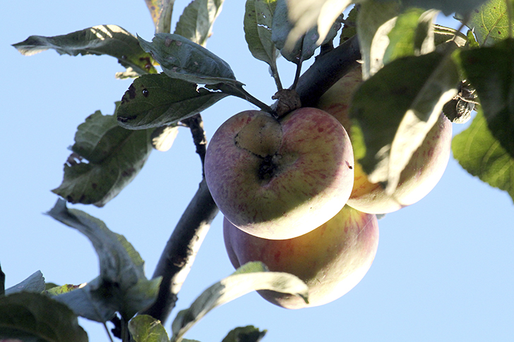 Фото В.Кузьмин (сентябрь, 2025)