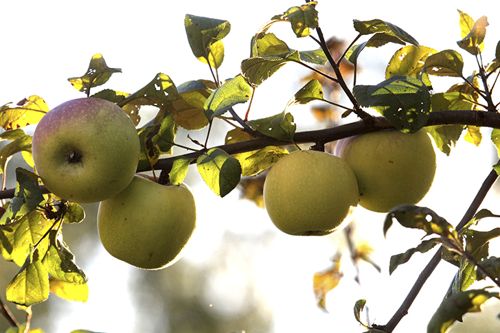 Фото В.Кузьмин (сентябрь, 2025)