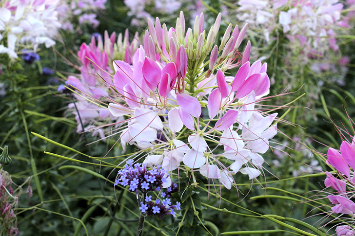 Фото В.Кузьмин (сентябрь, 2025)
