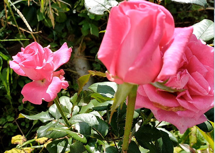 Фото В.Кузьмин (сентябрь, 2025)