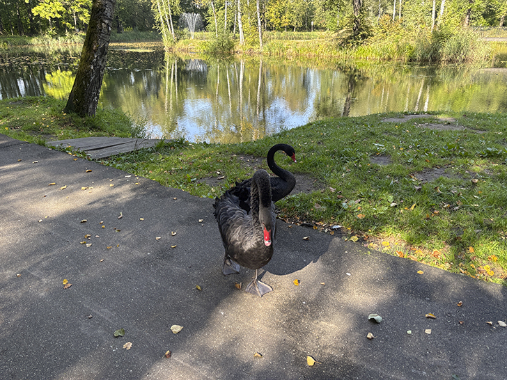 Прогулка по Клину в день города (фото Олег Д., август, 2025)