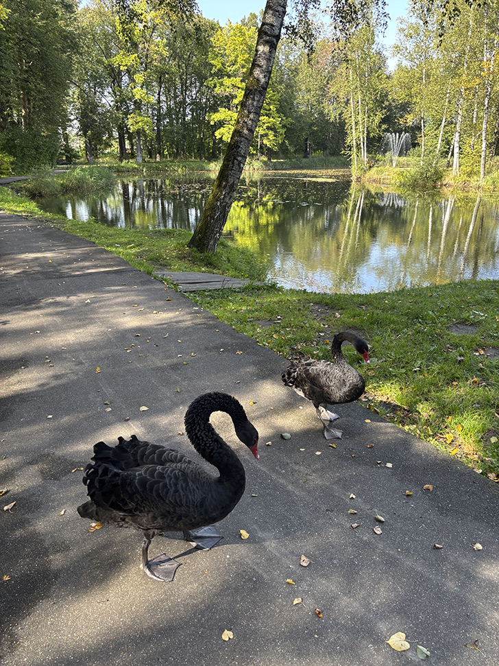 Прогулка по Клину в день города (фото Олег Д., август, 2025)