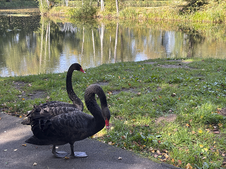 Прогулка по Клину в день города (фото Олег Д., август, 2025)