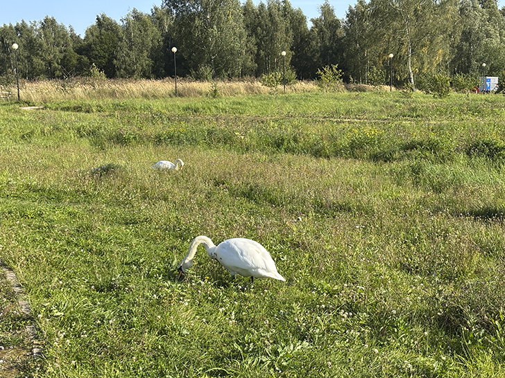 Прогулка по Клину в день города (фото Олег Д., август, 2025)