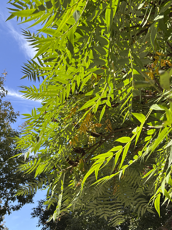 Путешествие в Ногинск: прогулка по уютному городу (фото Олег Д., сентябрь, 2025)