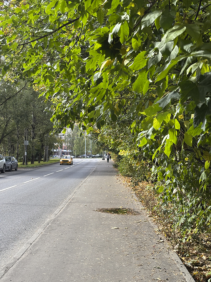 Старокрюковский дендропарк (фото Олег Д., Зеленоград, сентябрь, 2025)