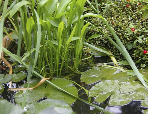 На заболоченных участках постоянно или временами стоит вода