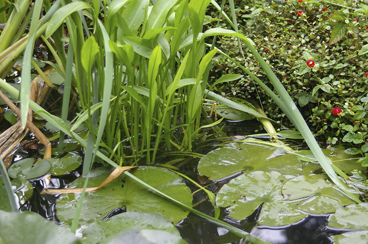 На заболоченных участках постоянно или временами стоит вода
