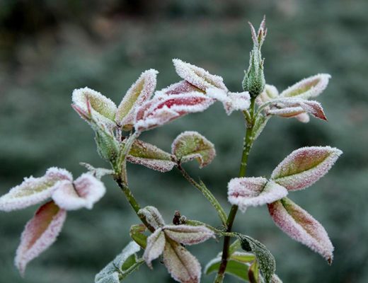 Многие растения в зимний период нуждаются в защите
