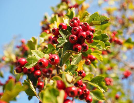 Растения, относящиеся к роду боярышник, удивительно разнообразны