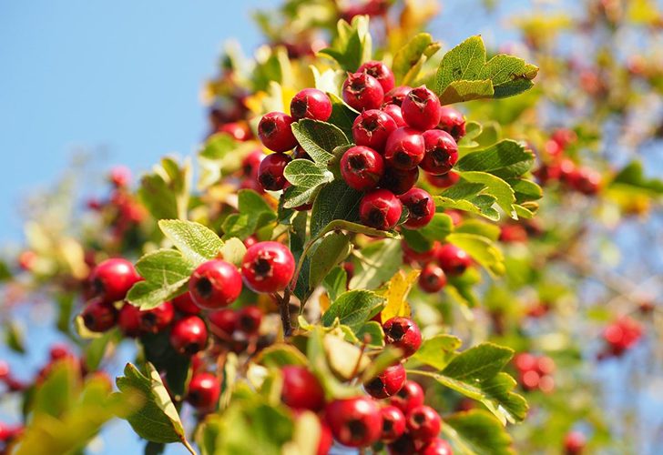Растения, относящиеся к роду боярышник, удивительно разнообразны