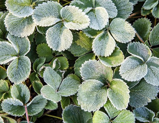 Есть ли смысл в укрытии земляники садовой?