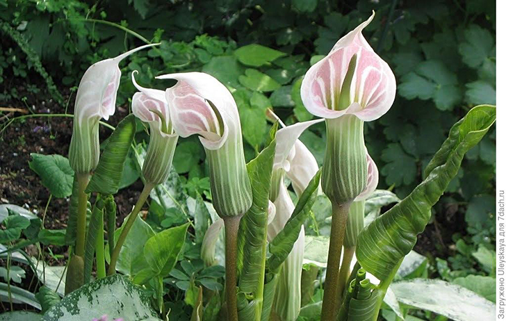 Аризема белоснежнейшая. Фото с сайта panoramio.com