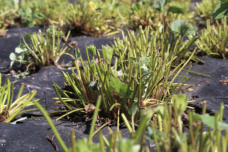 Обыкновенные сорта земляники садовой обрезают сразу после плодоношения