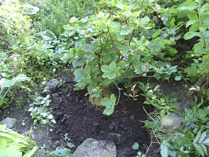 Рододендрон, замульчированный торфом, с защитой шейки крупным песком. Фото автора