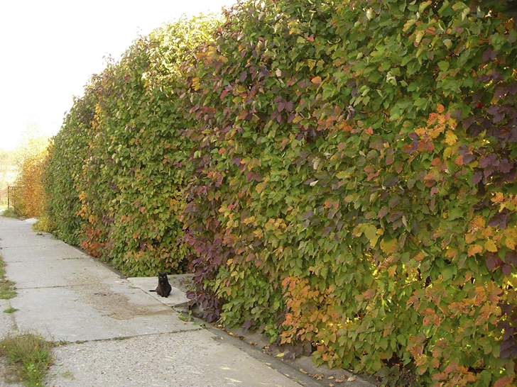 Выбор расстояния между растениями боярышника при посадки зависит от назначения посадок