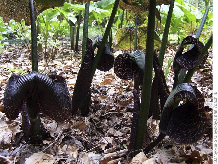 Аризема Гриффита. Фото с сайта ru.pinterest.com