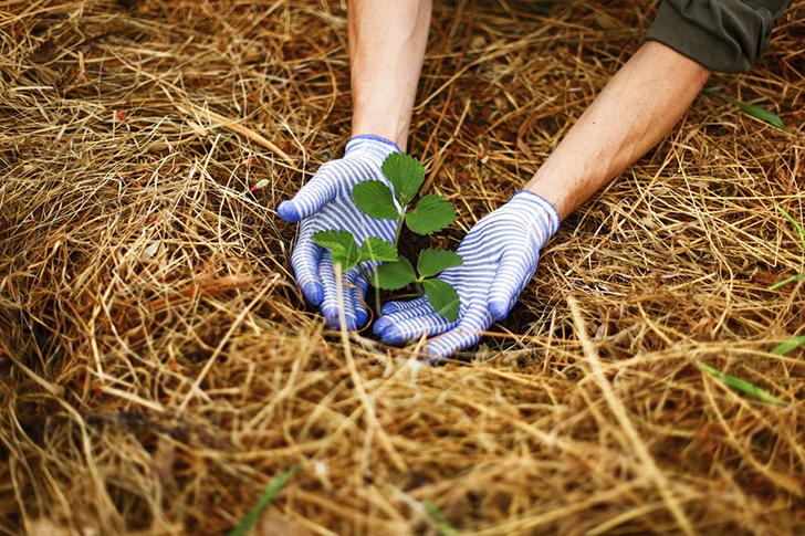 Молодые растения нужно обязательно утеплить