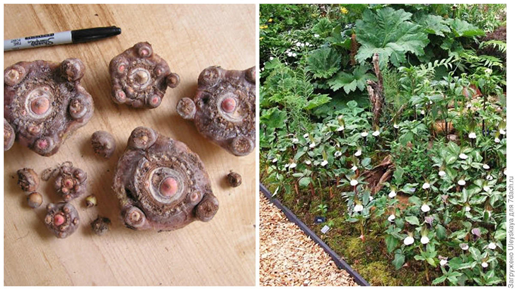 Слева: дочерние клубни для посадки. Фото с сайта hillsidenursery.info. Справа: ариземы в рокарии. Фото с сайта rgc.net